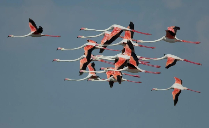 Стая фламинго (Phoenicopterus roseus), Макгадикгади, Ботсвана, Африка | Источник: Alamy / Legion-media