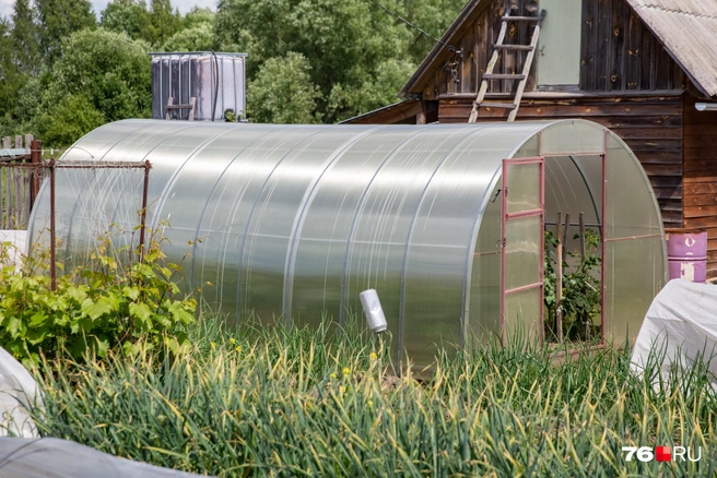 В закрытом пространстве быстро накапливается то, что очень вредит урожаю | Источник: Кирилл Поверинов / 76.RU