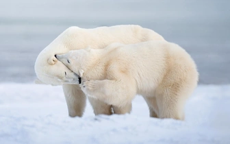 Подведены итоги фотоконкурса International Photography Awards 2025: взгляните на 30 потрясающих снимков с дикими и домашними животными
