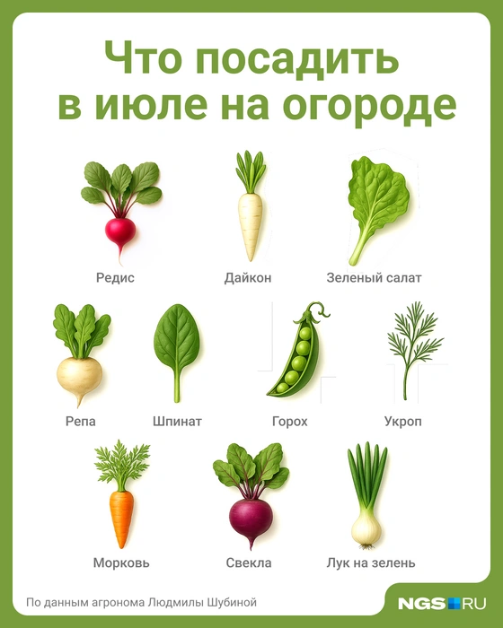 Даже в июле можно посеять разные культуры | Источник: Юрий Орлов / Городские медиа