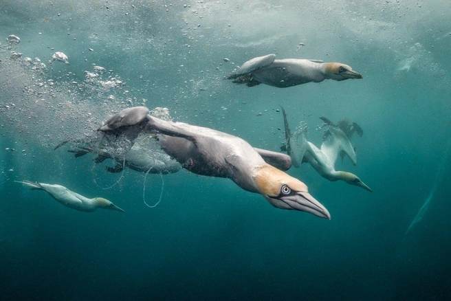 Источник: Kat Zhou / Underwater Photographer of the Year 2024