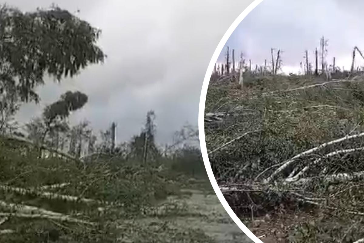 Новосибирцы пугают друга «последствиями торнадо» — жуткие видео рассылают в  мессенджере - 29 августа 2023 - НГС.ру