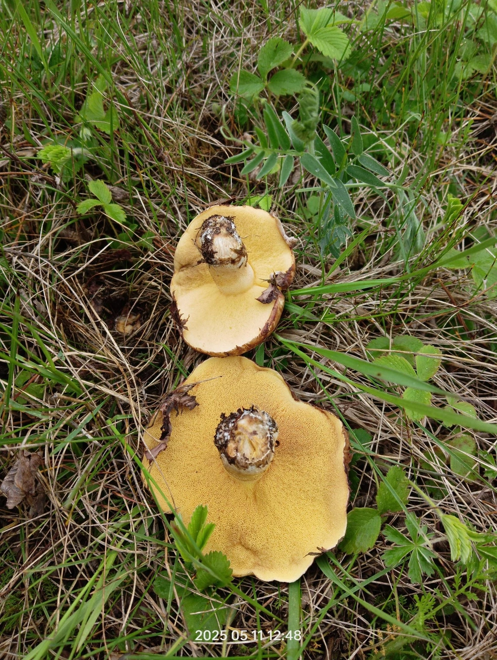 Прогулка в лесу в выходные оказалась продуктивной | Источник: Вадим Имангулов / Грибы и ягоды Челябинской области / Vk.com