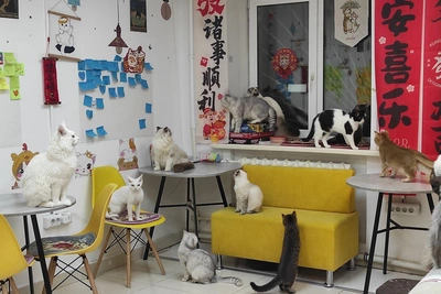 Котокафе «Гоку» в Перми закрыли после признания зоопарком