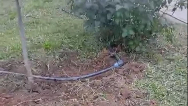 Следы присутствия Ниф-Нифа, Нуф-Нуфа и Наф-Нафа отчетливо заметны на газоне | Источник: читатели V1.RU