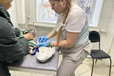 Бабушка постирала кота в машинке: история спасения