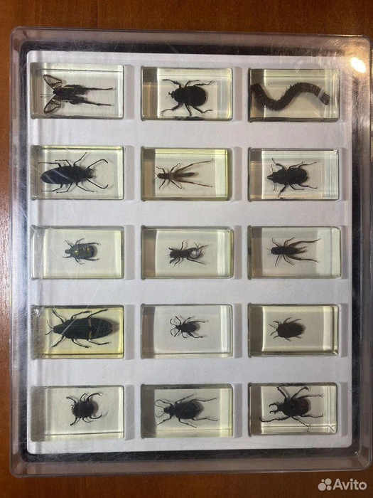 Можно до-о-олго рассматривать братьев наших меньших  | Источник: Авито 