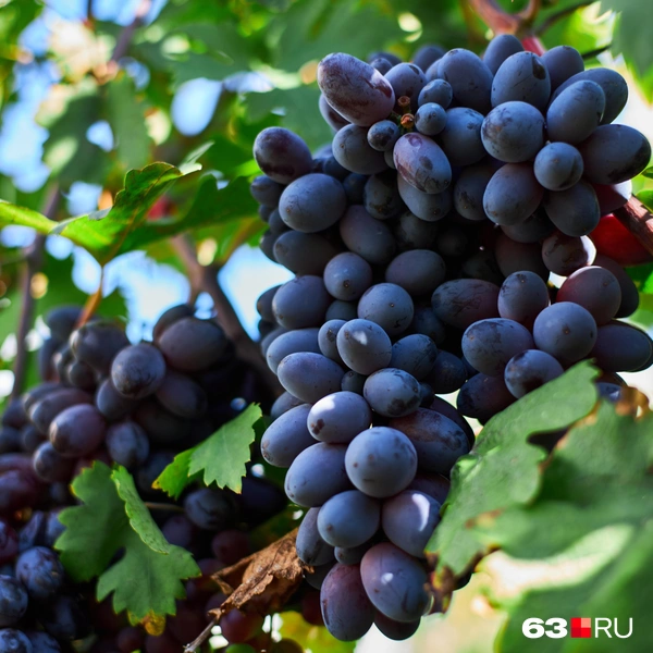 Источник: Роман Данилкин / 63.RU