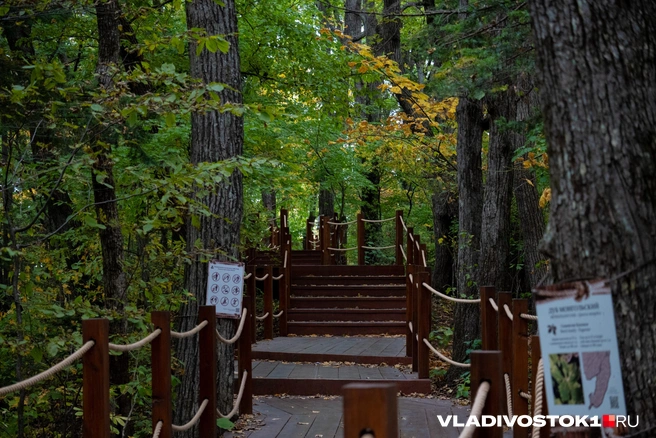 Источник: Елена Буйвол / VLADIVOSTOK1.RU