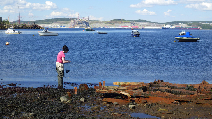 Кто заразил раком мидий Баренцева моря? Расследование российских экологов
