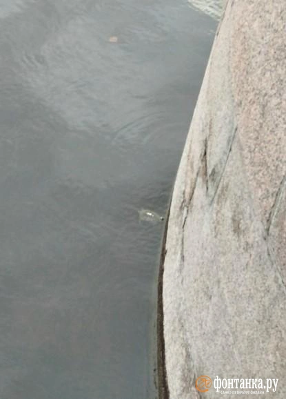 Источник: Соседи Коломна, Санкт-Петербург