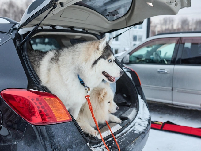 В этом году в соревнованиях участвовали спортсмены из Барнаула, Новосибирска, Кемерово и области. | Источник: Александр Ощепков / NGS.RU 