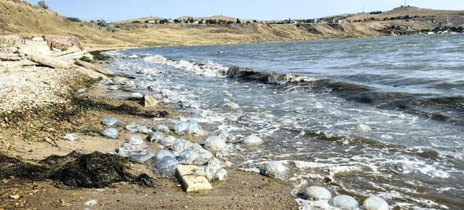 Слой медуз у берега достигает метра | Источник: Владимир Моргунов / VK