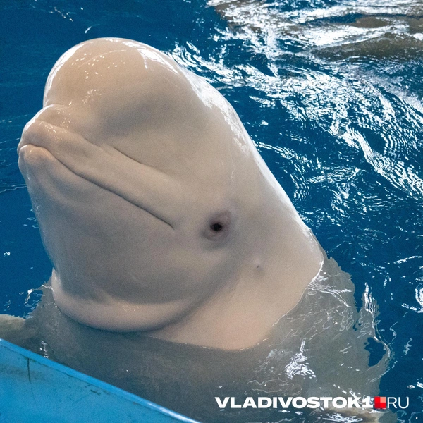Источник: Елена Буйвол / VLADIVOSTOK1.RU