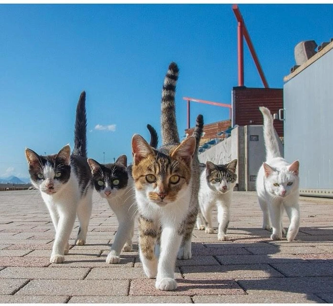 Источник: comedypetphoto_awards / Instagram.com (экстремистская организация, деятельность запрещена на территории РФ)
