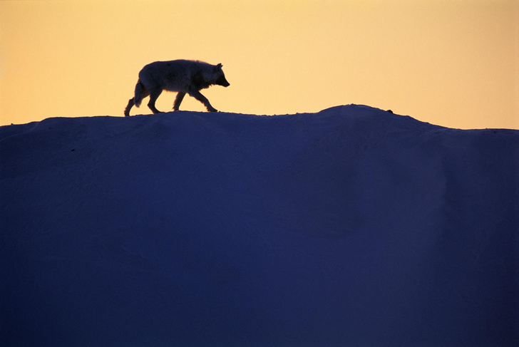 Белые и пушистые: как живется «серым» волкам на далеком канадском острове