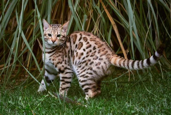Бенгальская кошка | Источник: Shutterstock/Fotodom.ru