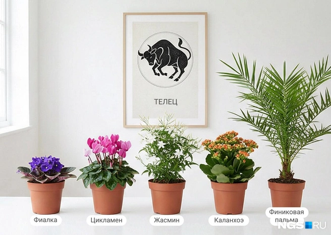 Тельцы очень любят природу и растения, они предпочитают красоту и комфорт | Источник: Юрий Орлов / Городские медиа