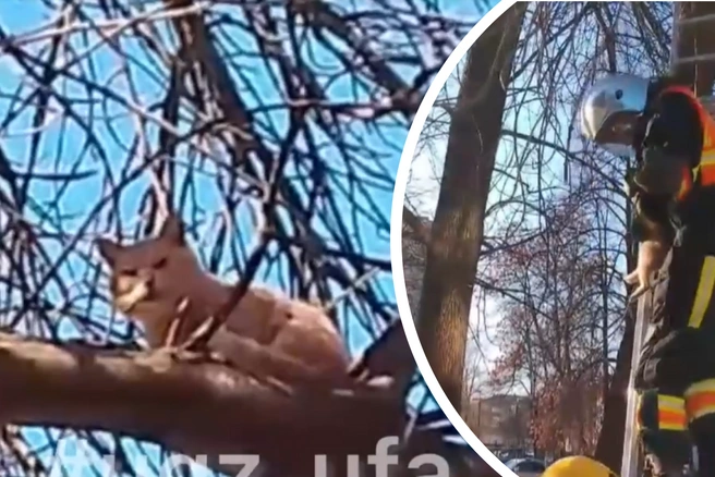 Котик испытал сильный стресс | Источник: Управление гражданской защиты Уфы