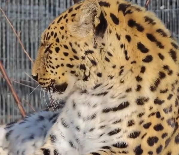 В барнаульском зоопарке «Лесная сказка» показали дальневосточного леопарда | Источник: Барнаульский зоопарк