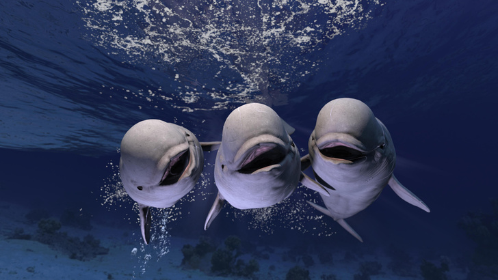 Ягодка опять: дельфины и косатки помогли раскрыть тайну женского долгожительства
