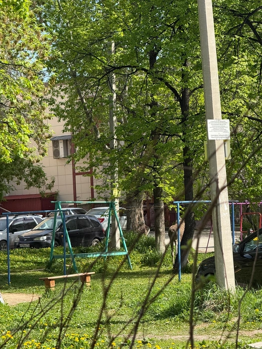 Лось вышел на детскую площадку  | Источник: Юлия Шальнова
