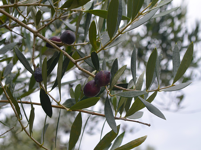 Секреты выбора и хранения оливкового масла от греческих экспертов
