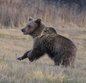 Медвежонка, которого лечили на Ставрополье, выпустили на волю | Источник: скриншот из видео центра «Пеликан» / Telegram