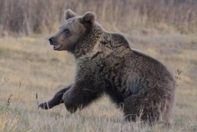 Медвежонка, сбитого в Осетии, вылечили на Ставрополье и выпустили