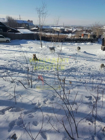 Эта стая собак давно живет в районе частного сектора на улице Фрунзе | Источник: Telegram-канал «Инцидент Иркутск»