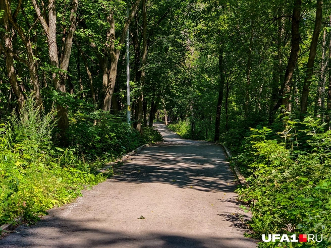 Внутри парка относительно новые тропы | Источник: Булат Салихов / UFA1.RU