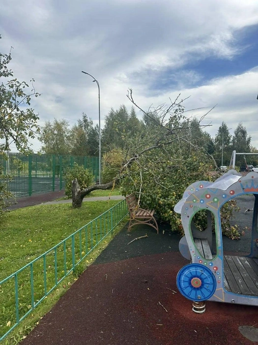 Дерево упало на детскую площадку | Источник: Московская хроника / T.me