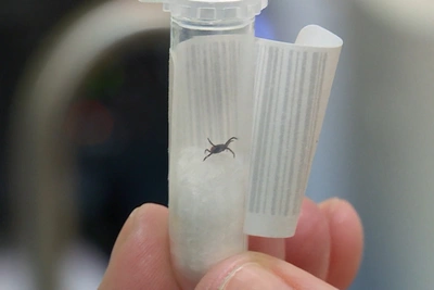 В Костромской области активизировались клещи