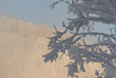 В Красноярском крае в тайге погибли отец с четырехлетним сыном