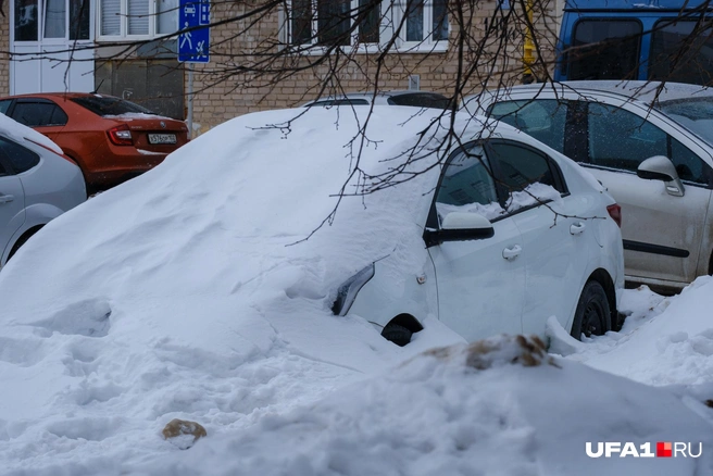 Сливается с сугробом | Источник: Булат Салихов / UFA1.RU