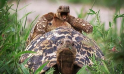 10 самых смешных фото животных, которых застигли в очень неловкий момент, за всю историю комического конкурса Nikon Comedy Wildlife Awards