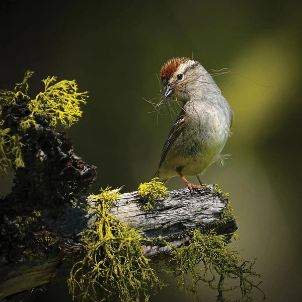 Победитель в номинации Female Bird Prize (США/Канада). Обыкновенная воробьиная овсянка (Spizella passerina) | Источник: Sean Pursley/Audubon Photography Awards 2025 