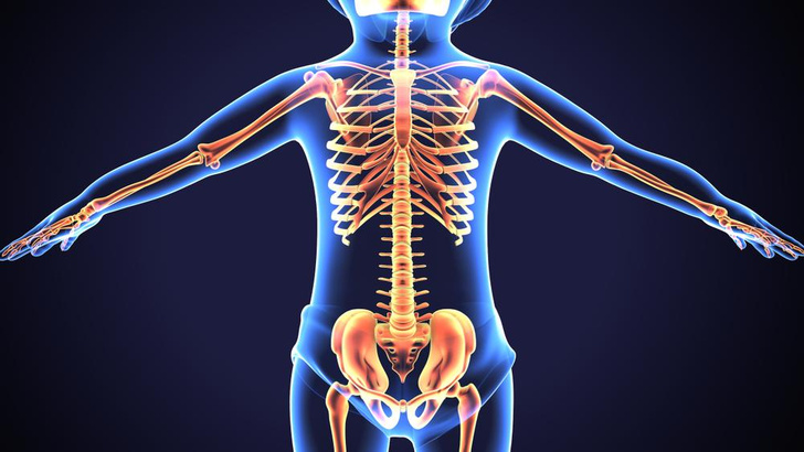 Надежный каркас: что нужно знать о костной системе человека