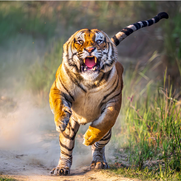 Финалист в номинации «Дикие животные» | Источник: Anuj Rawla / 1839 Awards Photographer of the Year 2025