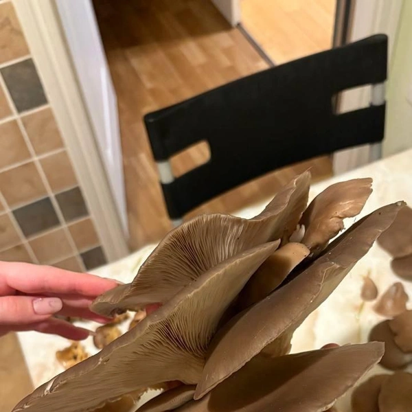 Источник: Полина Виниченко / Грибы в Подмосковье 2025 / VK.com