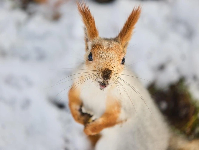 В осенний период белки линяют, изменяя цвет своего меха | Источник: Александр Ощепков