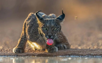 Подведены итоги фотоконкурса National Geographic Traveller (UK) Photography Competition 2025: полюбуйтесь на 10 лучших работ финалистов