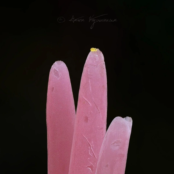 Источник: Антон Кубышкин / «Грибы и Грибники СПб» 