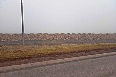 В Башкирии поздно вывозят сахарную свеклу