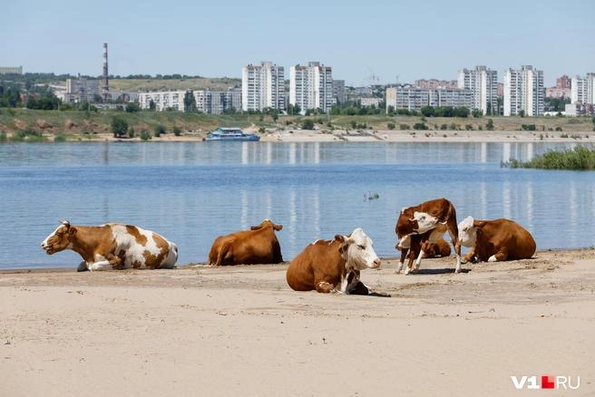 Вряд ли коров можно отнести к краснокнижным представителям фауны острова Сарпинский | Источник: Алексей Волхонский / V1.RU