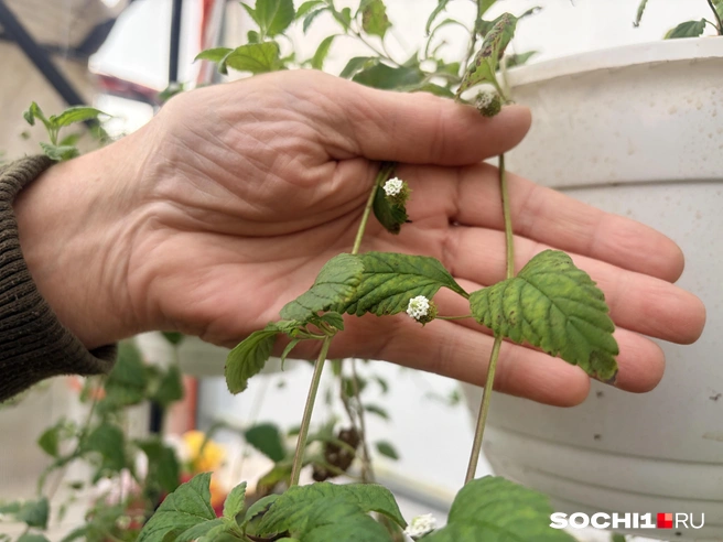 Гиностемма прекрасно растет в теплице и даже цветет зимой  | Источник: Анна Грицевич / SOCHI1.RU