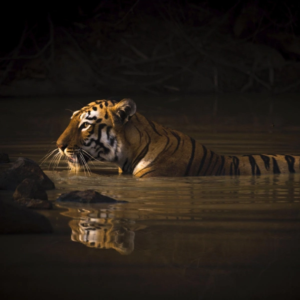 Победитель в номинации «Портреты животных» | Источник: Nick Dale / World Nature Photography Awards 2020