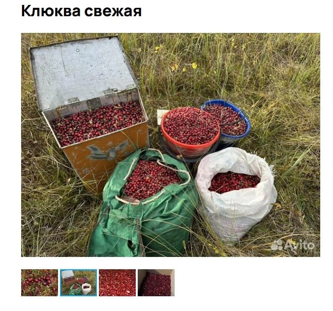 Источник: Авито / Avito.ru