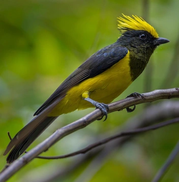 Золотохохлая синица (Melanochlora sultanea) | Источник: kajornyot wildlife photography via Shutterstock/Fotodom.ru