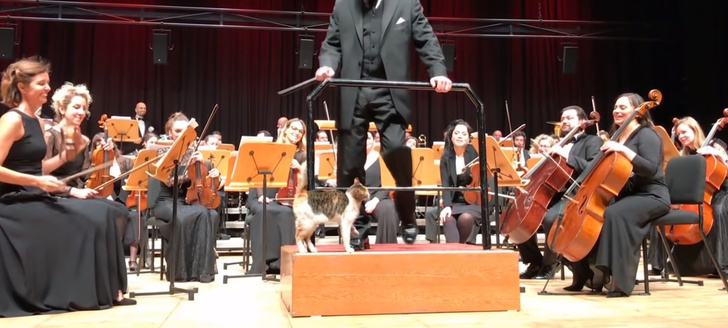В Стамбуле кошка вышла на сцену во время концерта и стала гвоздем программы (видео)